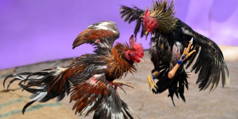 ga 67 KM Game Bài 3d