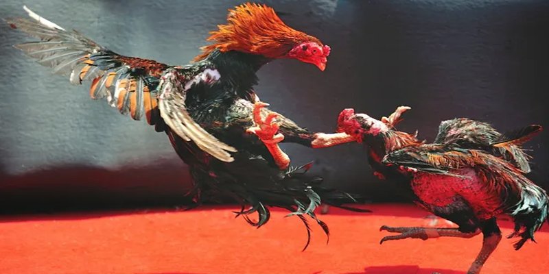 ga 67 bắn cá h5 chơi ngay