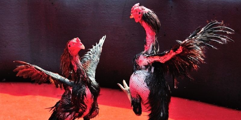 ga 67 thị trường baccarat là gì