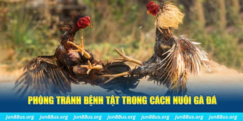 ga 67 đăng nhập phỏm online