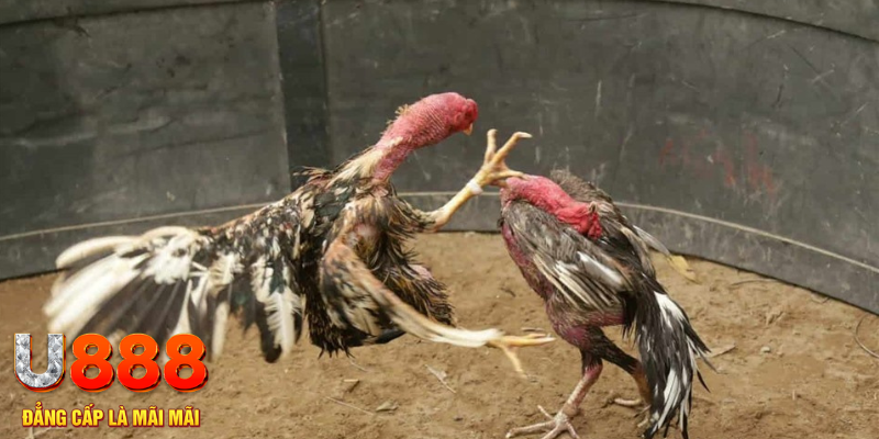 ga 67 đăng nhập tiến lên miền nam số 1